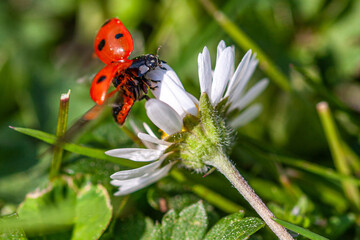 Marienk&auml;fer am G&auml;nsebl&uuml;mchen