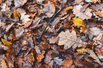 Autumn leaves covered with drops of morning dew lie on the ground.