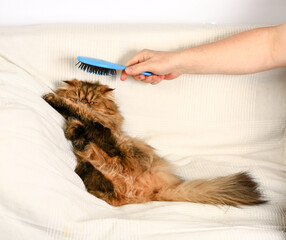 Persian cat looks at the camera. Combing the coat. Close-up.