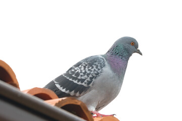 Beautiful one pigeon on the roof of the house isolated on white