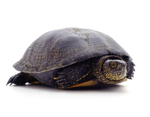 Obraz premium One wild black turtle.