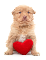 Brown puppy and red heart.