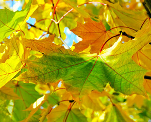 Falling leaves natural background. Colorful foliage in the park.
