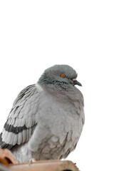 Beautiful one pigeon on the roof of the house isolated on white
