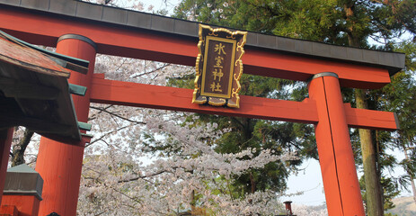 Red wooden torii gate and pink cherry blossoms in Nara, Japan 