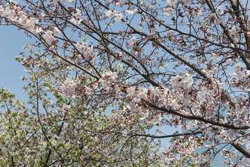 Pink cherry blossoms against clear blue sky in Osaka Castle Park, Japan
