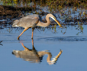 great blue heron (Ardea herodias) with tadpole in it beak, blue sky and bird reflection in water, golden evening light