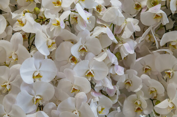 White Phalaenopsis or Moth dendrobium Orchid flower. Floral nature background, Selective focus.