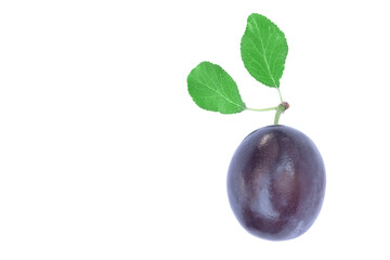 one whole and ripe blue plums with leaves isolated on a white background and free space for text