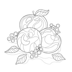 Apples with berries and leaves on a white isolated background. Fruit summer illustration. For coloring book pages.