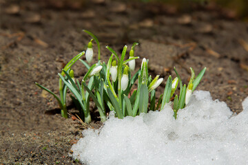 Blooming snowdrops in the snow. The first spring flowers. Wild, forest flowers.