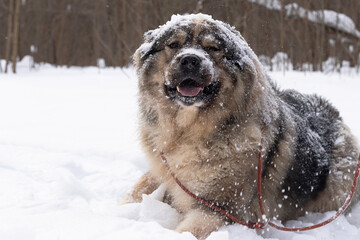 A Beautiful large Caucasian guard sheepdog in the snow