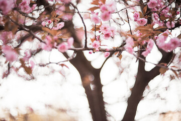 Sakura Cherry Tree Blossom Spring