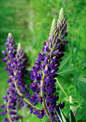 Blue lupine flower in the garden. Used in gardening and landscaping. Vertical. Close-up. Selective focus.