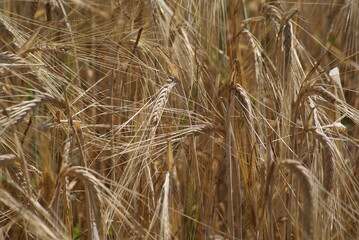 Harvest of wheat Texture of wheat. Belarusian village.