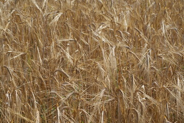 Harvest of wheat Texture of wheat. Belarusian village.