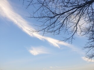 구름을 쓰다듬는 나뭇가지
