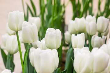 Spring time. White tulips in the shop.