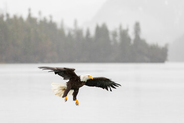 Bald Eagle (Haliaeetus leucocephalus) around Kachemak Bay, Alaska