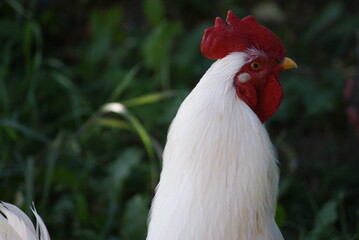 A big white rooster and gray hens walk in the summer. Rooster sings cock songs.