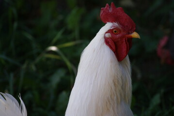 A big white rooster and gray hens walk in the summer. Rooster sings cock songs.