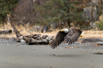 Bald Eagle (Haliaeetus leucocephalus) around Kachemak Bay, Alaska