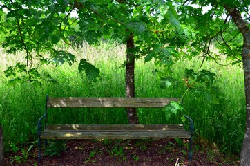 wooden bench among the trees