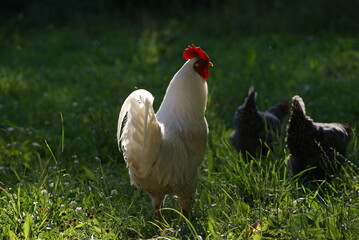 A big white rooster and gray hens walk in the summer. Rooster sings cock songs.