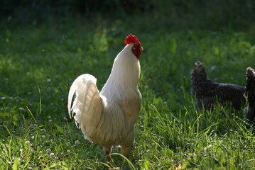 A big white rooster and gray hens walk in the summer. Rooster sings cock songs.