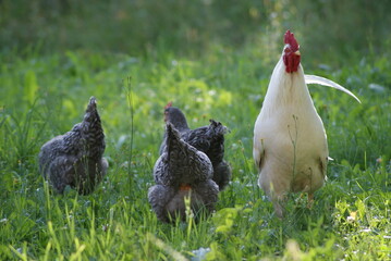 A big white rooster and gray hens walk in the summer. Rooster sings cock songs.