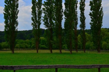 trees in a row on the paddock