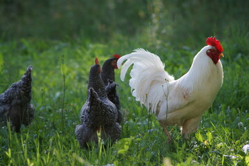 Fototapeta premium A big white rooster and gray hens walk in the summer. Rooster sings cock songs.