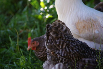 A big white rooster and gray hens walk in the summer. Rooster sings cock songs.