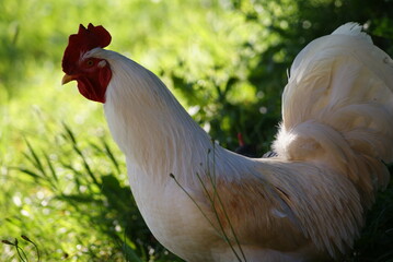 A big white rooster and gray hens walk in the summer. Rooster sings cock songs.