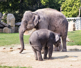 Elephant mother and her calf in Zoo. Cute baby elephant with mother. Zoo big animals.