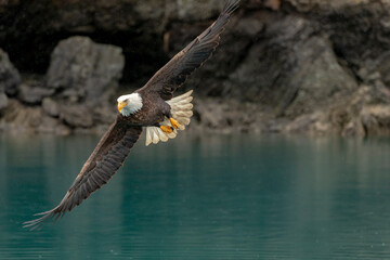 Bald Eagle (Haliaeetus leucocephalus) around Kachemak Bay, Alaska