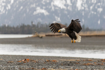 Bald Eagle (Haliaeetus leucocephalus) around Kachemak Bay, Alaska