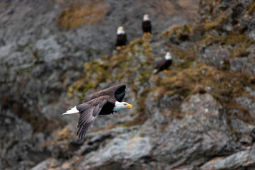 Bald Eagle (Haliaeetus leucocephalus) around Kachemak Bay, Alaska