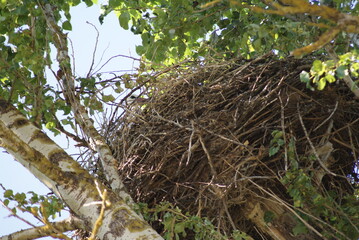Wild crane's nest on a tree. White crane flies against the blue sky.