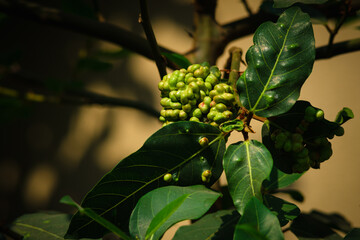 Galls on a branch. Close up image of leaf galls/ tree galls.