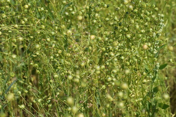 Blooming field and forest. Sunny weather, clouds.