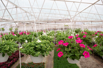 Fototapeta na wymiar Growing flowers in greenhouse, interior of modern flower hothouse