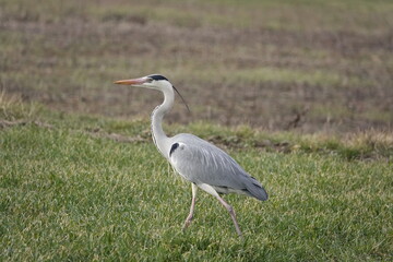 great heron