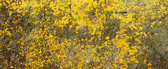 Yellow lichen on the stone. Yellow mold on a gray old rock. Natural background texture. Texture of a stone wall covered with yellow moss.