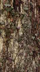 bark of a tree
