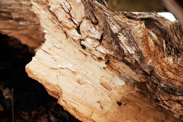 Rotten wood texture. Rotten tree close-up and its rotten fragments