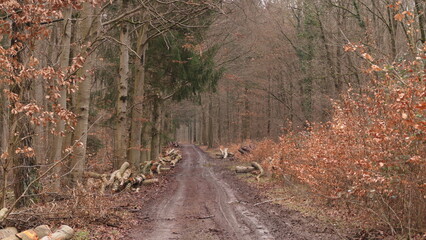 autumn in the forest