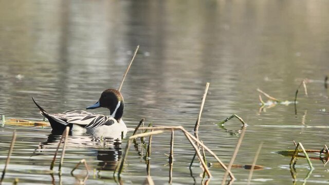 Close up shot of Northern pintail or Anas acuta with beak open in wetland of keoladeo national park or bharatpur bird sanctuary rajasthan india