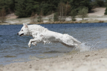 Fototapeta premium Berger Blanc Suisse qui coure dans l'eau