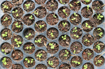 plants seedling, black hole trays for agricultural seedlings, top view